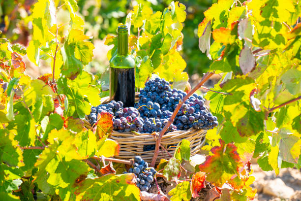 istock grape harvest bucket with red wine bottle 1182856779