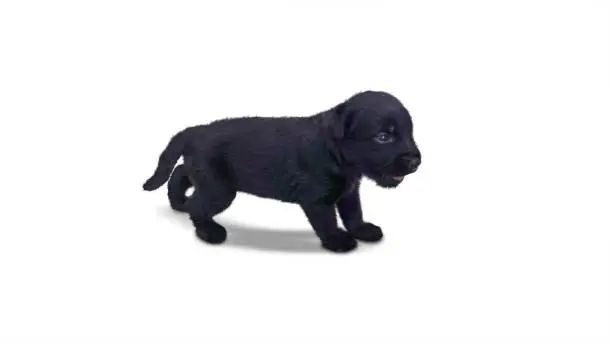 Image of a black Labrador puppy standing in the studio, isolated on white background