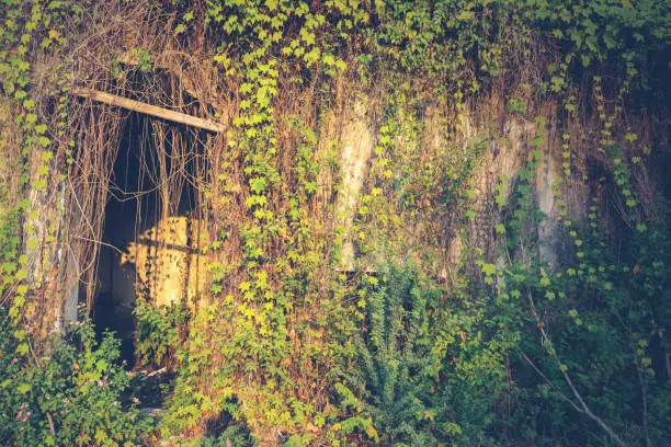 Image of abandoned house building covered by ivy plants