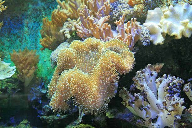 istock Colorful saltwater world. 118285953