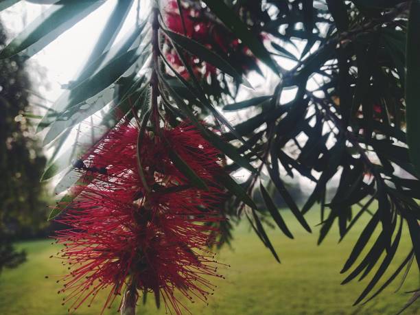 istock red flower with green leaves and sun light 1182859918