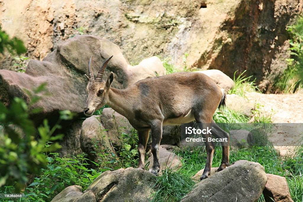 Bell rock nell'ambiente Naturale di goat - Foto stock royalty-free di Ambientazione esterna