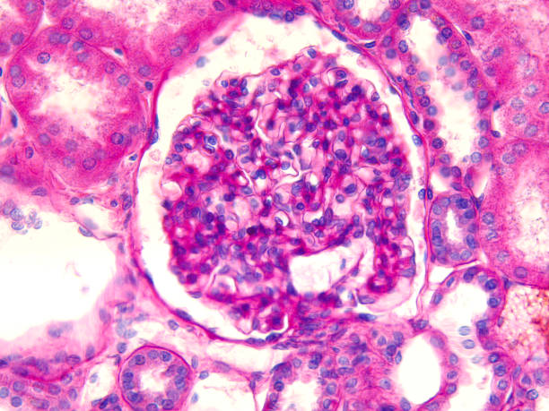 immagine microscopica di un glomerulus nel rene umano. - glomerulus foto e immagini stock