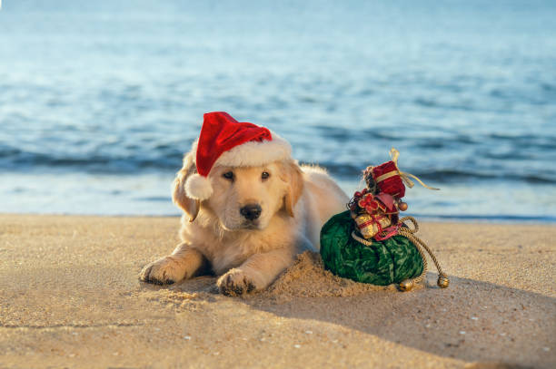 Australian Christmas Puppy stock photo