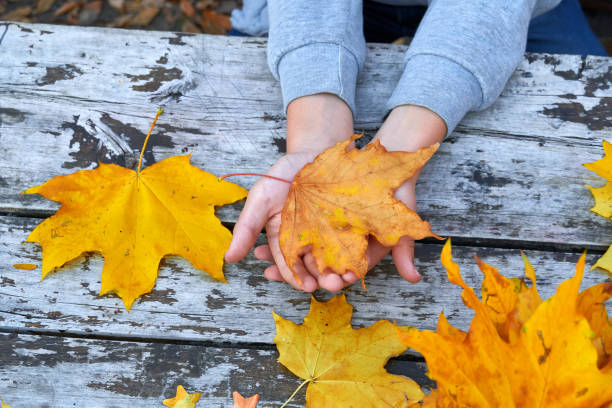 istock Hands with Autumn Leaves over wooden background 1182862085