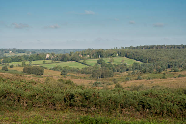 istock Ashdown Fores, East Sussex, UK 1182863075