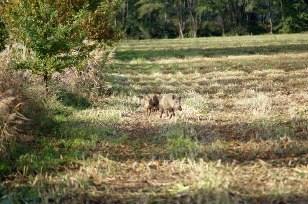istock Wild boar pack runs across the field 1182863339