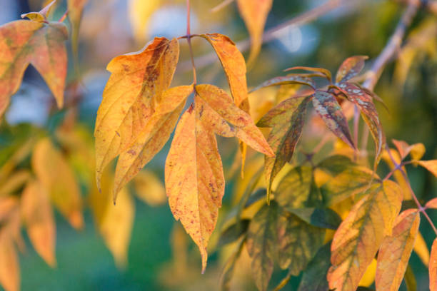 istock Autumn theme. Autumn trees with yellow leaves. 1182864634