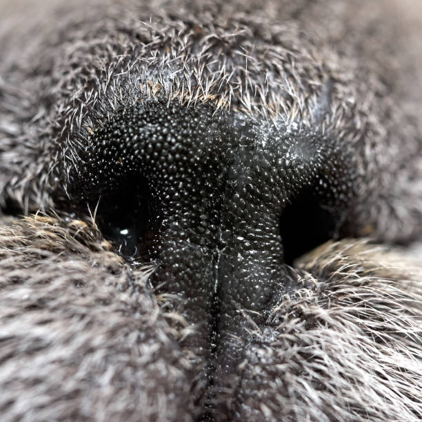 istock Nose of a sick cat with snot macro 1182865237
