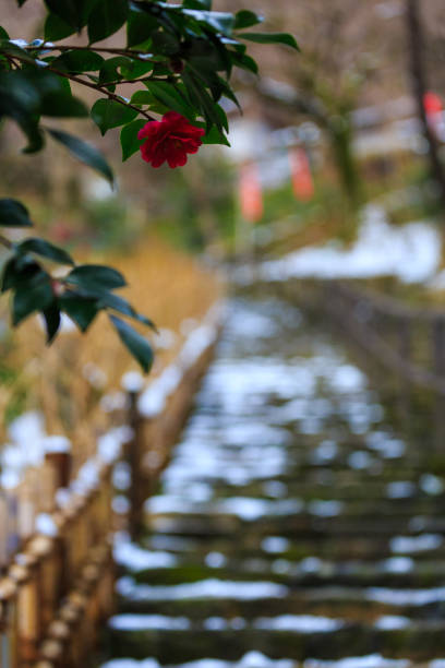 Snow scene and iris flower