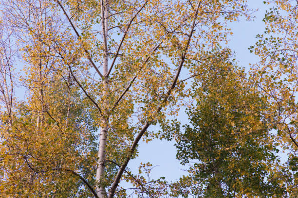 istock Autumn theme. Autumn trees with yellow leaves. 1182867588
