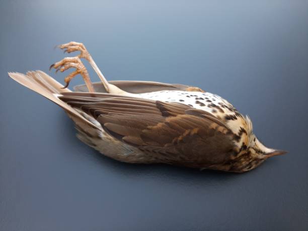 istock Dead Brown and white song Bird on dark background 1182867660