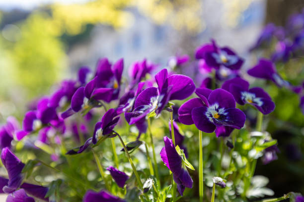istock White wildflowers on blurred background with bokeh 1182867825