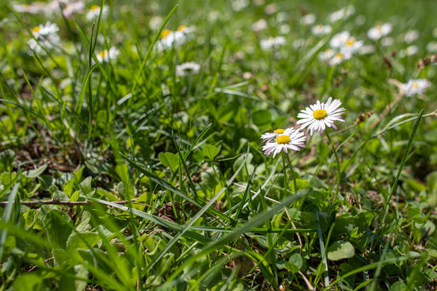 istock White wildflowers on blurred background with bokeh 1182867840