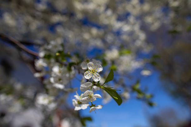 White wildflowers on blurred background