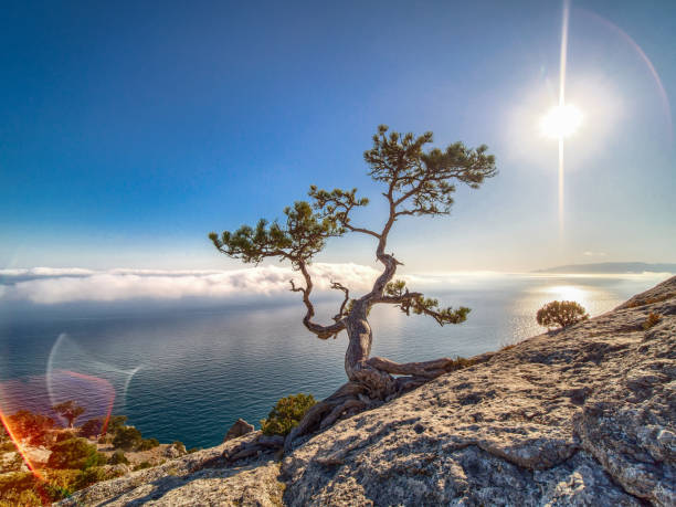 istock Beautiful pine on the rock. 1182868428