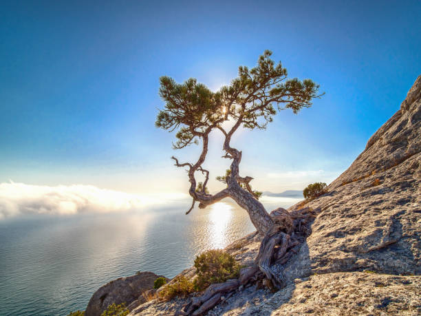 istock Beautiful pine on the rock. 1182868449