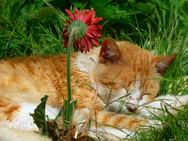 Cat sleeping in the grass, Corfu Island, Greece