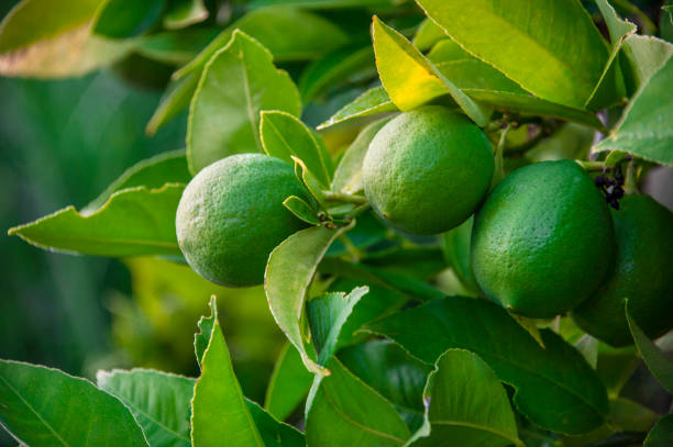 istock Australian Organic Farming 1182868666