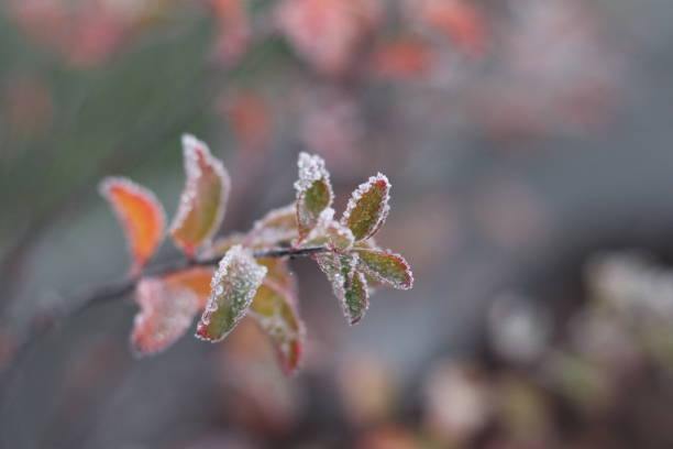 istock The first frost on the leaves. 1182869272