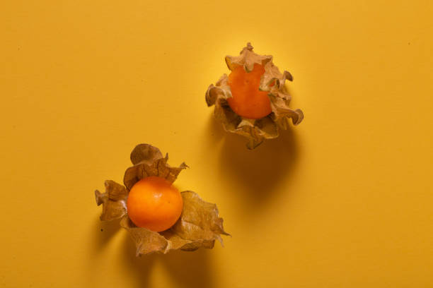 Chinese Physalis on orange background. Autumn nature background