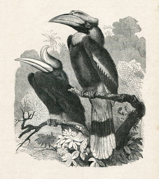 rhinoceros hornvogel vogel illustration - nashornvogel stock-grafiken, -clipart, -cartoons und -symbole