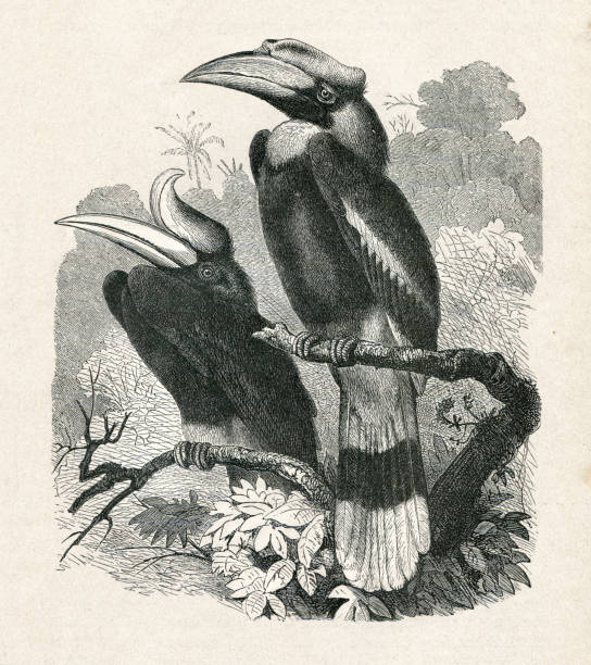 Rhinoceros hornbill bird illustration The hornbills ( Bucerotidae ) are a family of bird found in tropical and subtropical Africa, Asia and Melanesia.
Left : Rhinoceros hornbill ( Buceros rhinoceros ) , Indonesia.
Right : Knobbed hornbill
Original edition from my own archives
Source : "Die Thierwelt R. Bommeli" 1894 hornbill stock illustrations