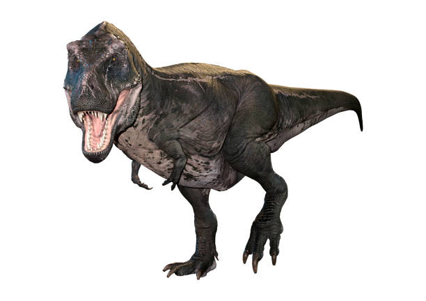 istock 3D illustration dinosaur Tyrannosaurus Rex on white 1182871508