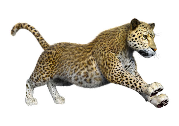 istock 3D illustration big cat leopard on white 1182871599