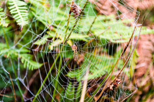 istock Spider webs hang from bracken. Ilkley moor 1182871847