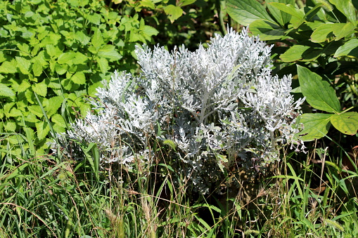 Single Senecio cineraria Silver dust or Silver Ragwort half hardy herbaceous annual foliage shrub plant with slightly lobed leaves covered with silvery grey fleece planted in local urban garden surrounded with other plants on warm sunny summer day