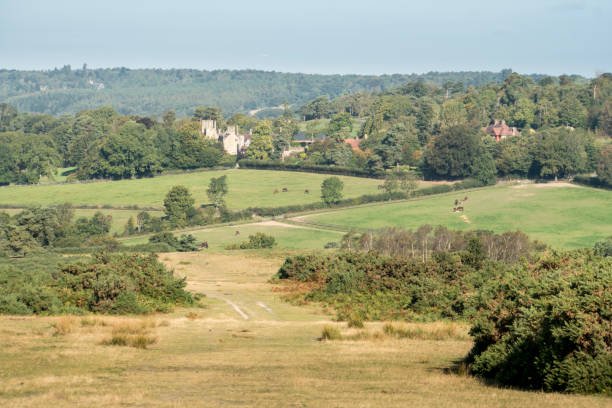istock Ashdown Fores, East Sussex, UK 1182873643
