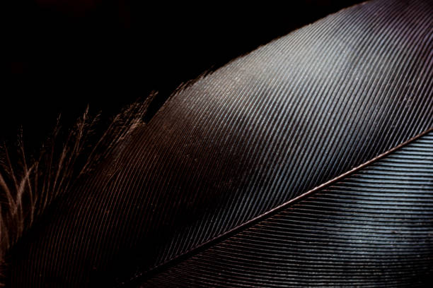 istock Close up black feathers on black background 1182875296