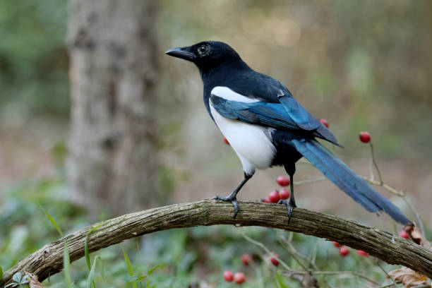 urraca (pica pica) - urraca fotografías e imágenes de stock