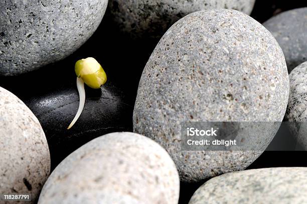 Życie Na Skale - zdjęcia stockowe i więcej obrazów Bez ludzi - Bez ludzi, Fasola, Fotografika