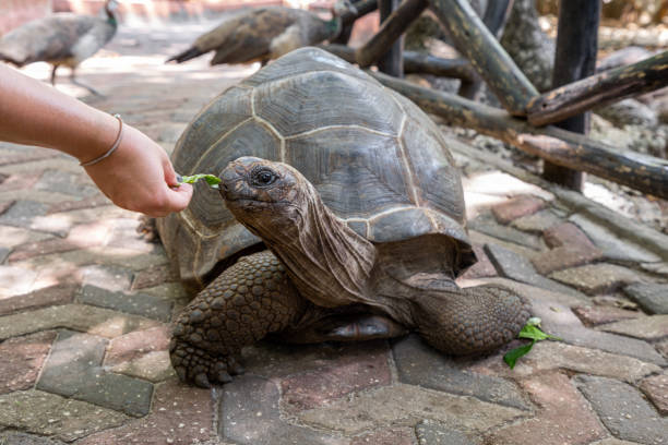 istock Woman feeding giant tortoise 1182877982