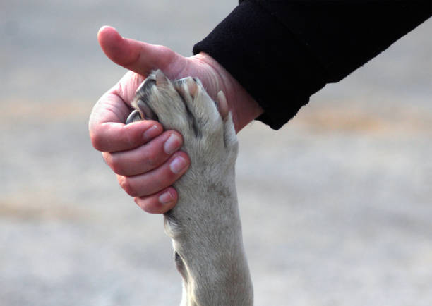 istock Human and pet friendship concept 1182878076