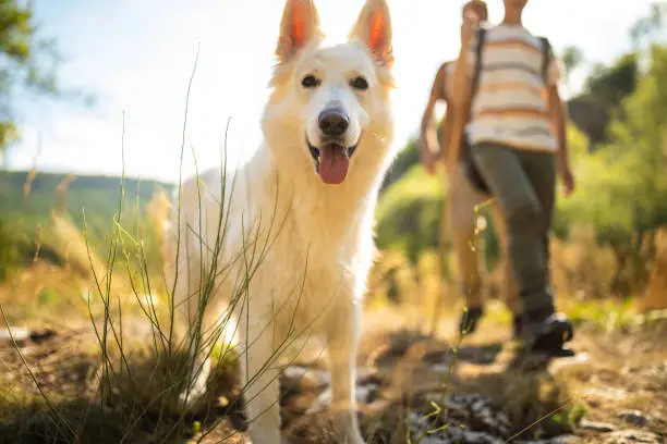 Beautiful , white Belgian Malinois dog on hiking with owners