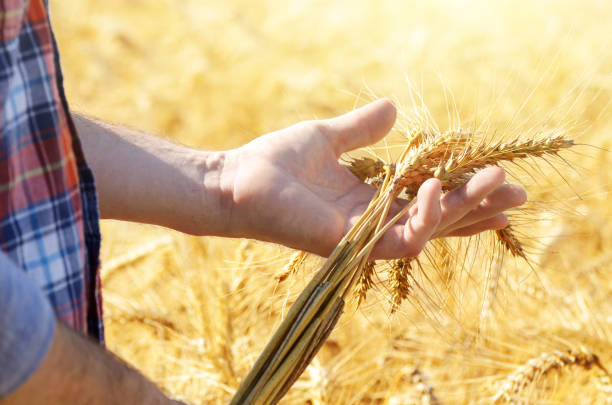 istock Farmer holds wheat harvest ready spikelets in his hand at corn field sunset time 1182878303