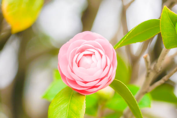 Of beautiful camellia flower image. Shooting Location: Tokyo metropolitan area