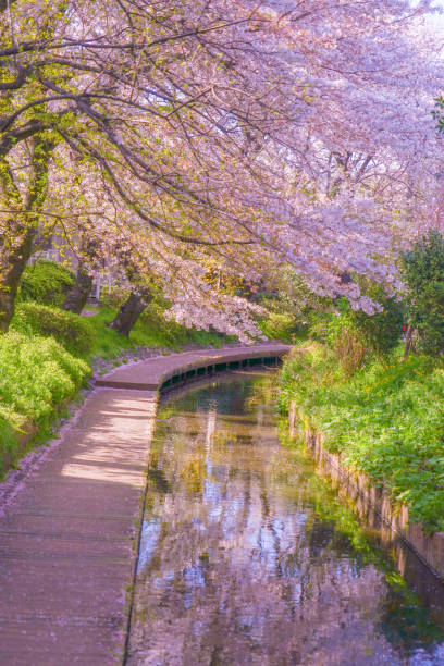 istock Sakura of the two-month territory water (Shukugawara Tsutsumi cherry trees) 1182879841