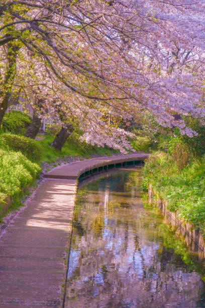 istock Sakura of the two-month territory water (Shukugawara Tsutsumi cherry trees) 1182879859