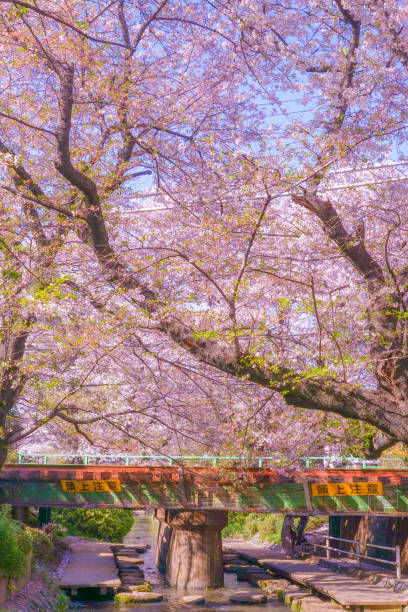 istock Sakura of the two-month territory water (Shukugawara Tsutsumi cherry trees) 1182879964