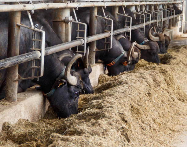 istock Buffalo breeding, Campania, Italy 1182880121