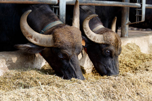 istock Buffalo breeding, Campania, Italy 1182880139