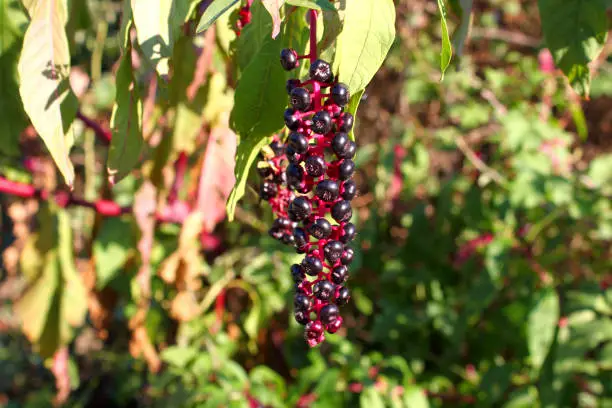 Black berries of laconicus (Phytolacca americana)