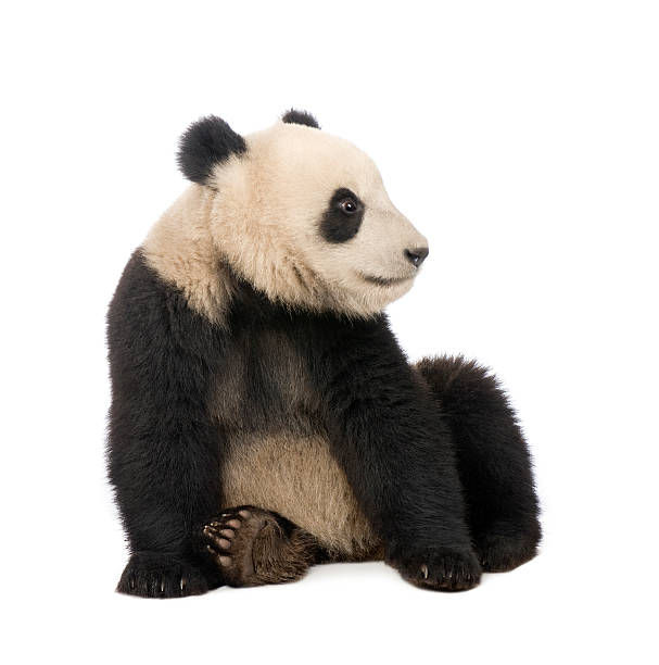 istock Giant Panda (18 months) - Ailuropoda melanoleuca 118288069