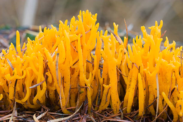 Cluster of small gilled mushrooms sprouting from damp, decaying leaves on a humid forest floor, autumn woodland macro scene