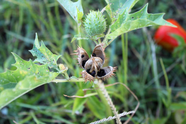 Fruits of Datura (Datura stramonium), Seed box