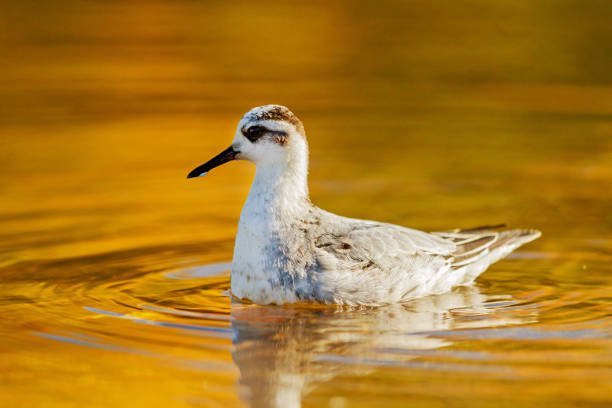 grey phalarope floating in circles on an autumn river, exclusive